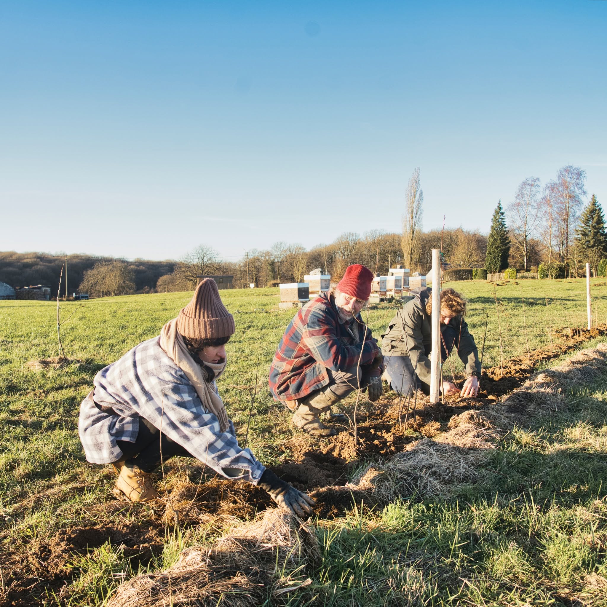 Galhia, Guy et Louis plantent ensemble à La roulotte ruche, près de Chimay.